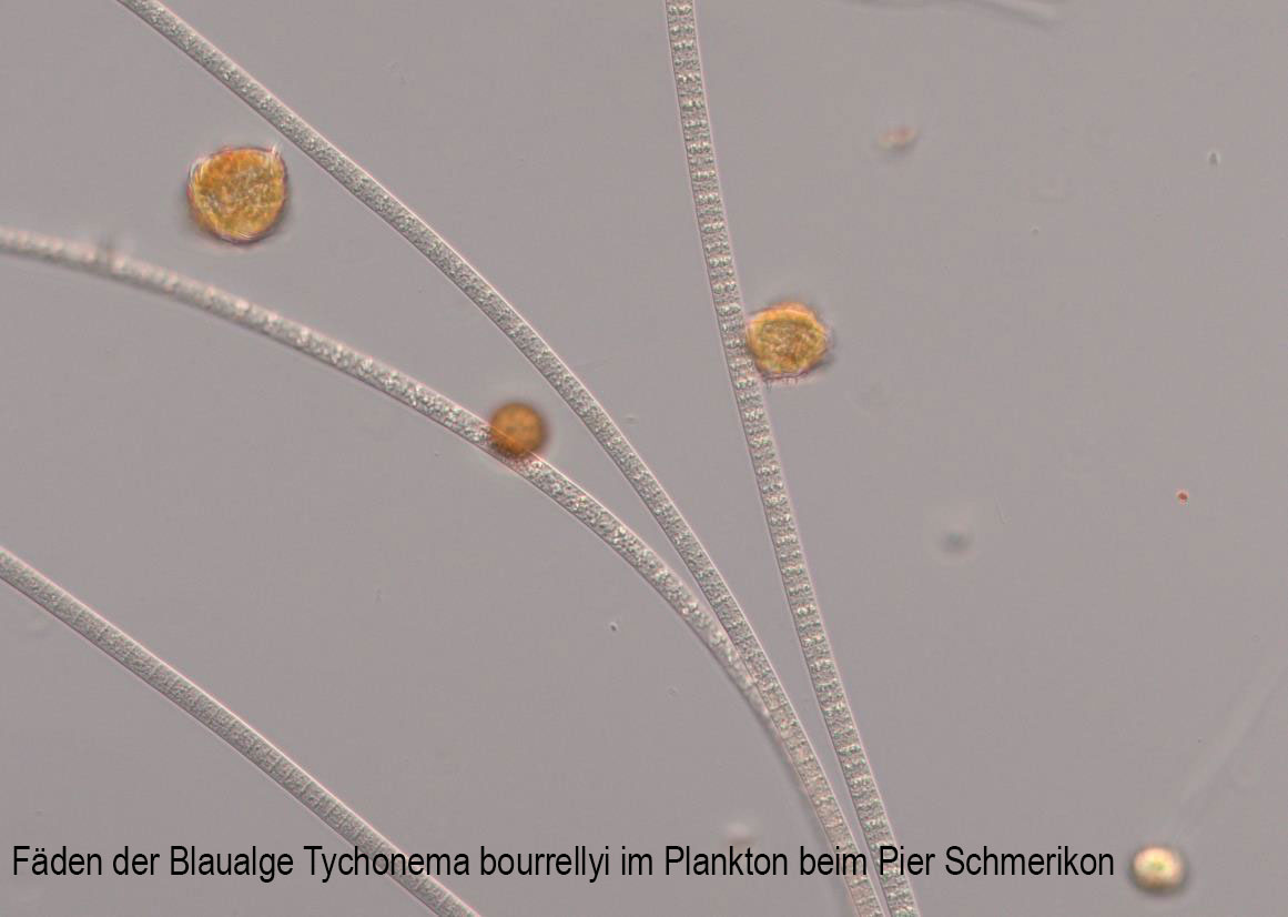 Blauagle Zürisee Schmerikon