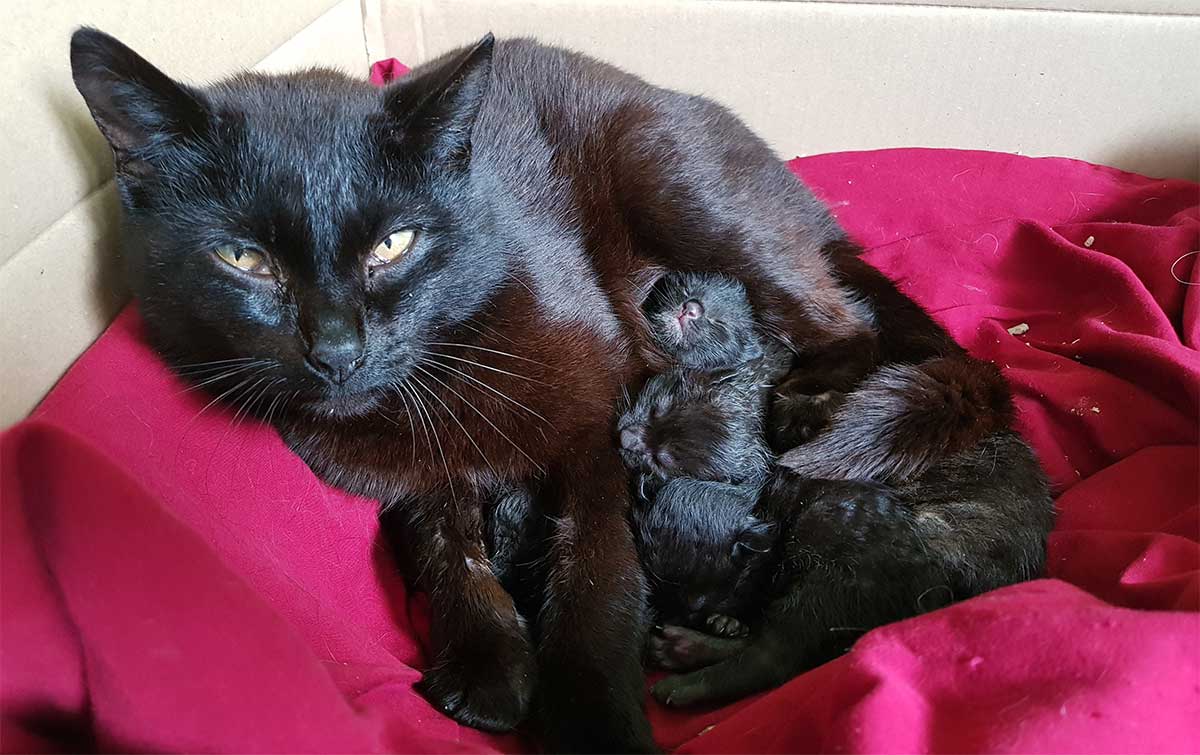 Schwarze Katze mit Babies