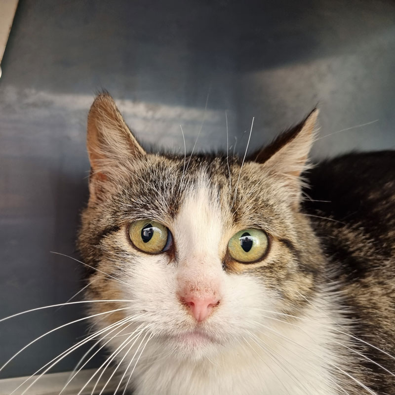 Tierschutzverein Jubiläum